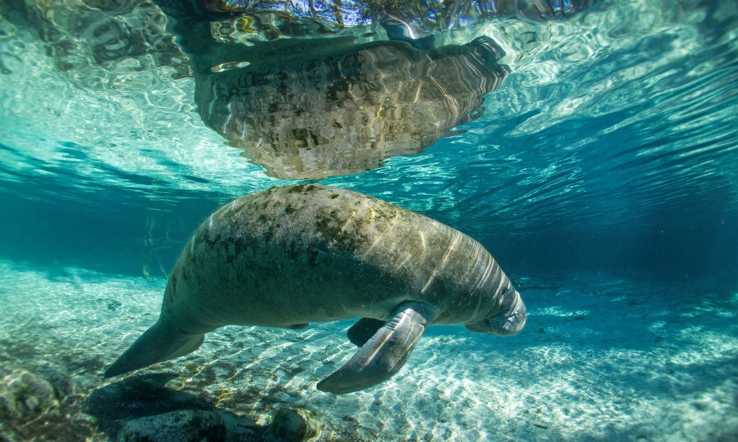 OTD in 1493: Christopher Columbus sighted manatees for the first time ever.