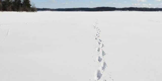 OTD in 1855: Mysterious hoof-like footprints were discovered stretching up to 100 miles (160 km) of snow in Devon
