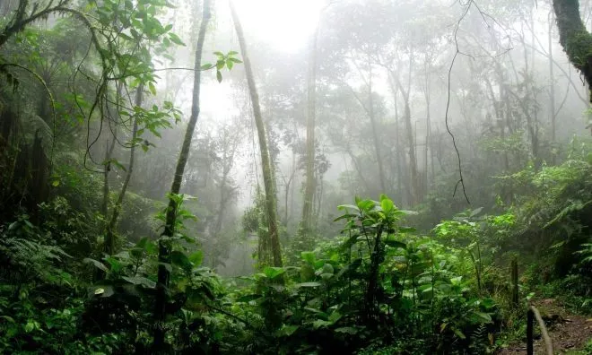 OTD in 2019: Leonardo DiCaprio's environmental fund donated $5 million in the battle against Amazon rainforest fires that were devastating the area.