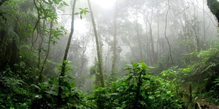OTD in 2019: Leonardo DiCaprio's environmental fund donated $5 million in the battle against Amazon rainforest fires that were devastating the area.