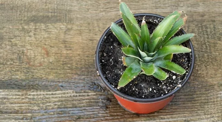 A pineapple sapling being grown in a small pot