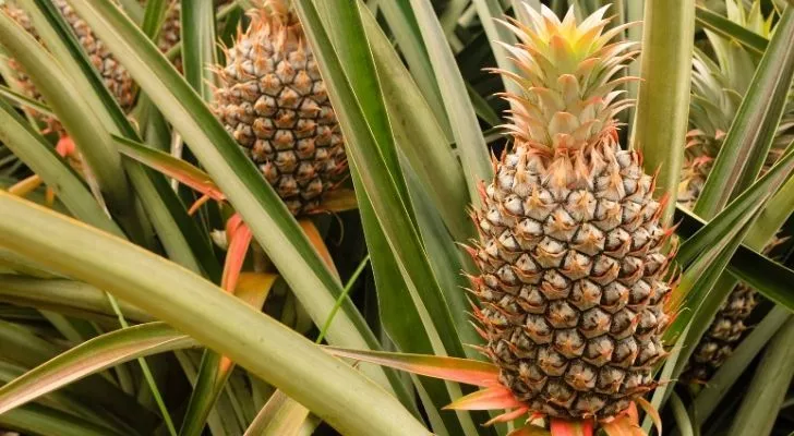 Single pineapples growing on individual pineapple plants