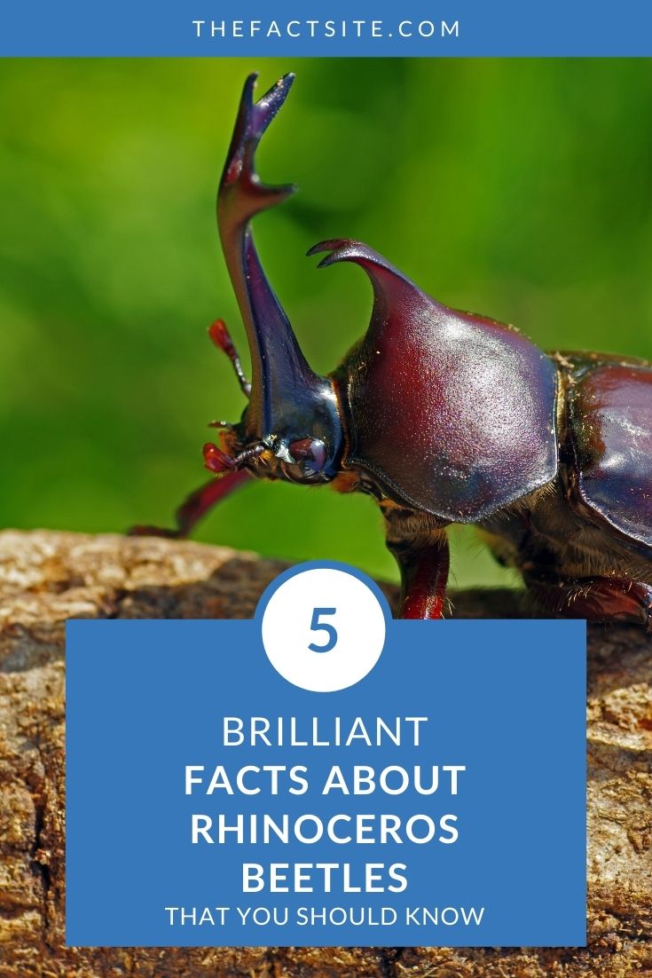 5 Brilliant Facts About Rhinoceros Beetles