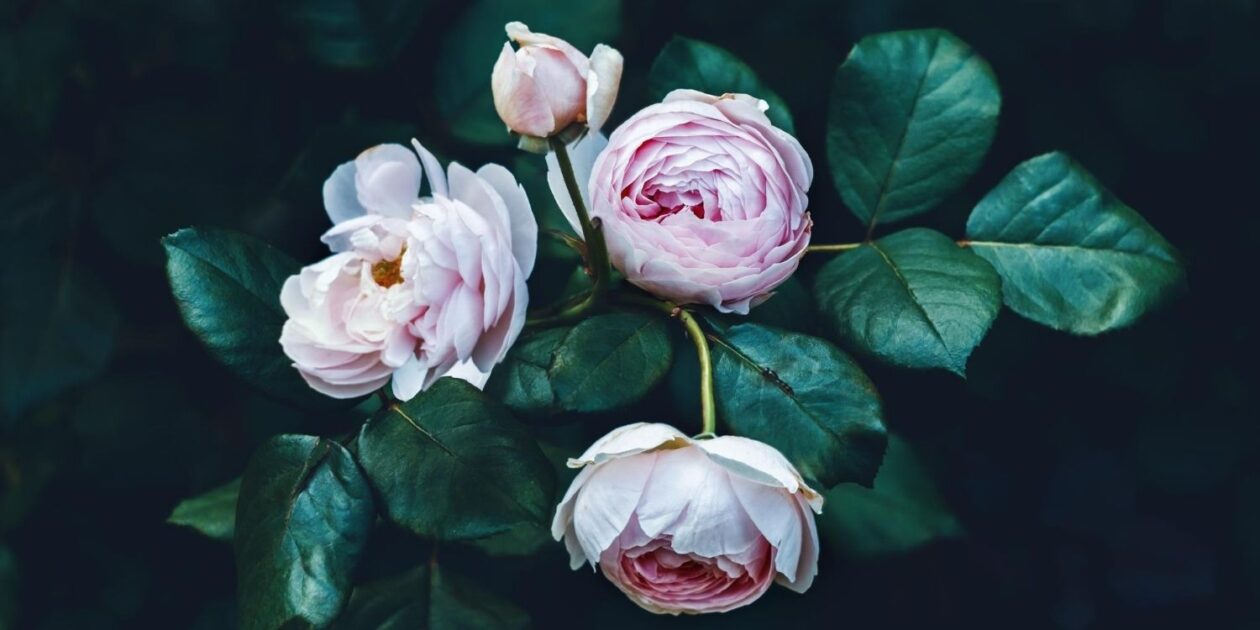 12ND OR 12TH SEPTEMBER visual data 3