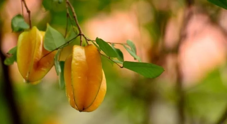 Star fruits hanging from the tree