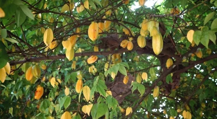 Many star fruits growing on the tree