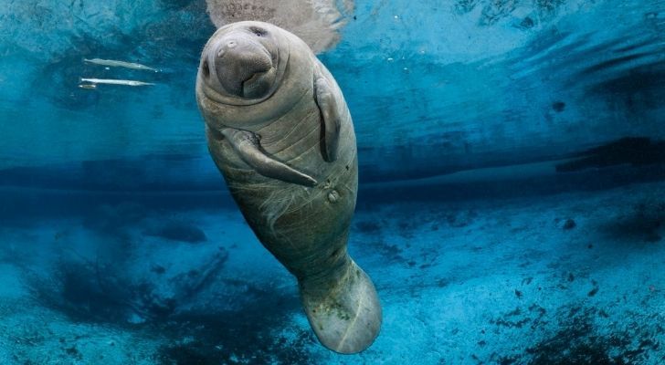 A manatee that does kind of look like an unattractive mermaid