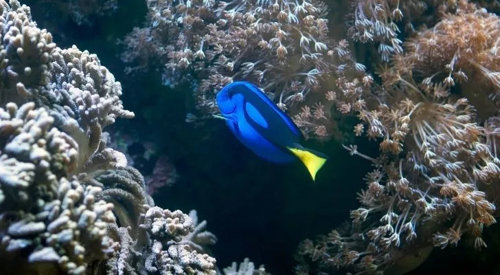A blue tang swimming around looking lonely