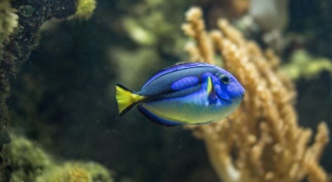 9 Fun Facts About Blue Tang Fish - The Fact Site