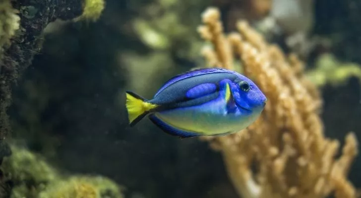 Blue tangs have sharp fins