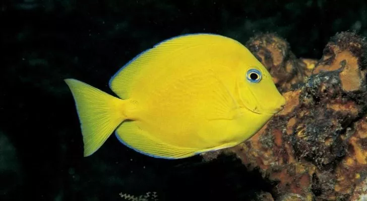 A yellowfins juvenile blue tang fish