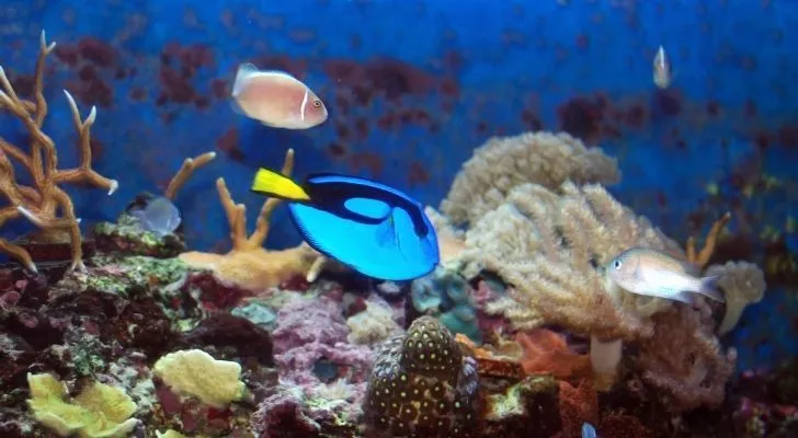 A blue tang swimming around a lively and colorful reef