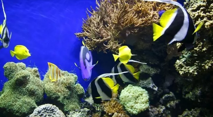 A blue tang among many other fish