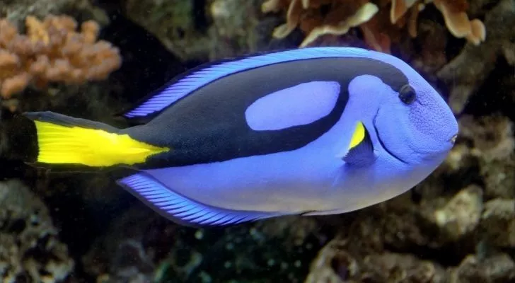 Never eat a blue tang as they can make you pretty sick