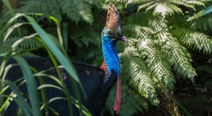 A cassowary with a blue neck and black body