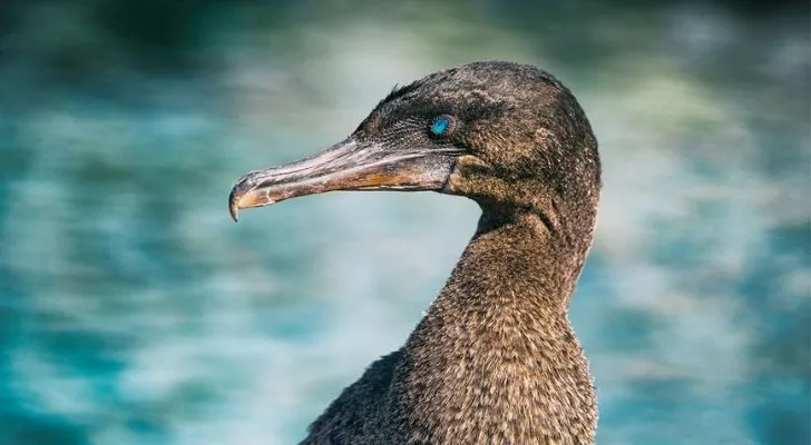 The Galapagos cormorant