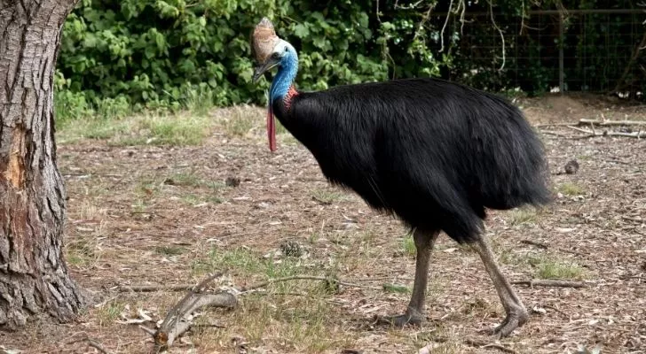 The cassowary enjoying a walk
