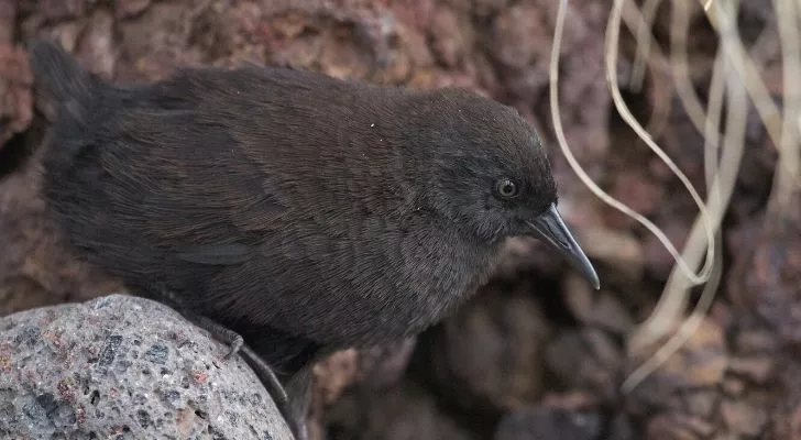 A small brown Inaccessible Island rail bird