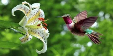 Facts all about hummingbirds