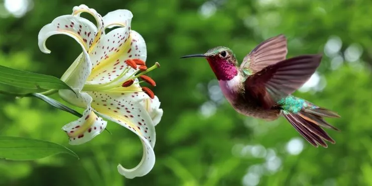 Facts all about hummingbirds