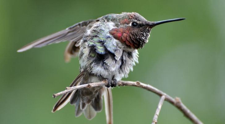 An aggressive looking little hummingbird