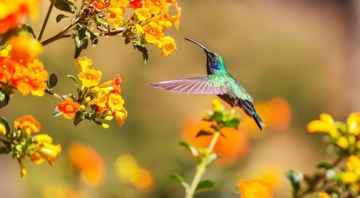 A colourful green and purple hummingbird eating from flowers