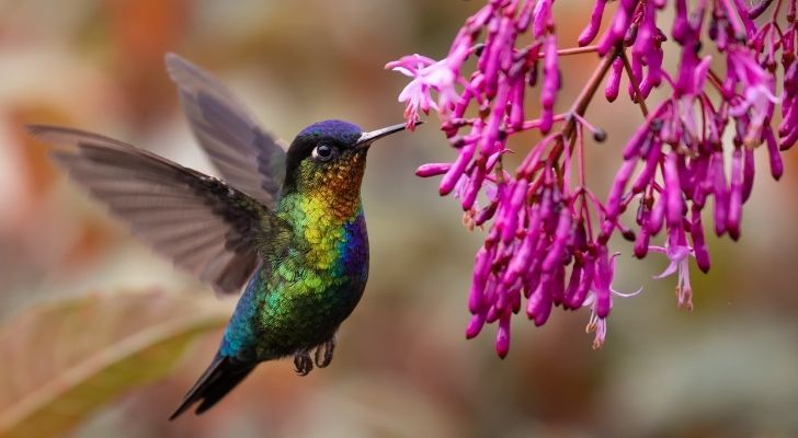 A brightly colored hummingbird eating purple flowers