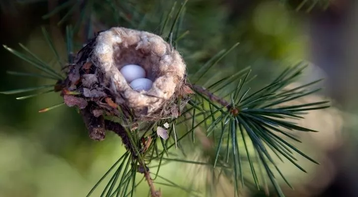 Two tiny hummingbird eggs in a little nest