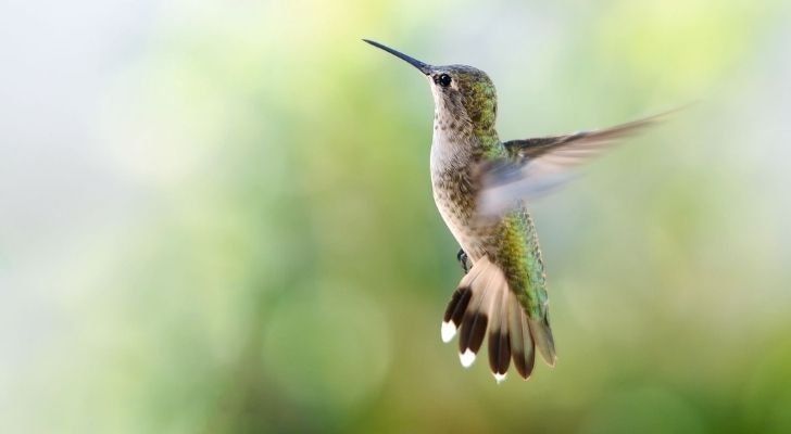A flying hummingbird with its wings backward