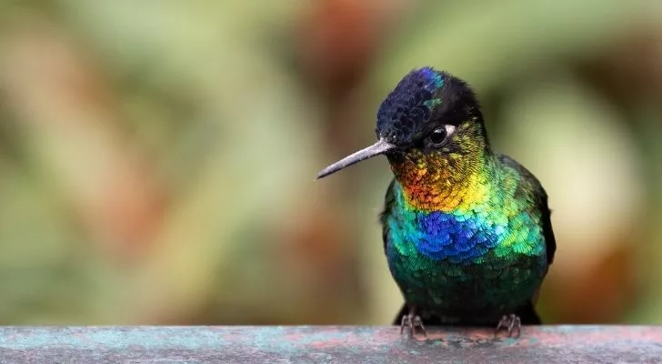 A colourful hummingbird perched upon a tree branch