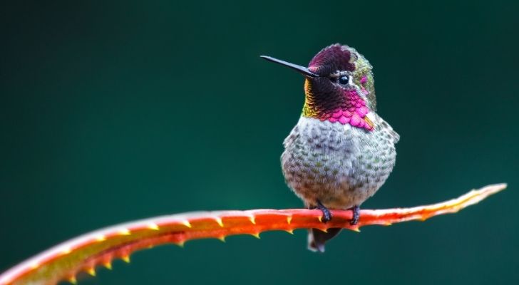 A hummingbird with a purple, red, and green face