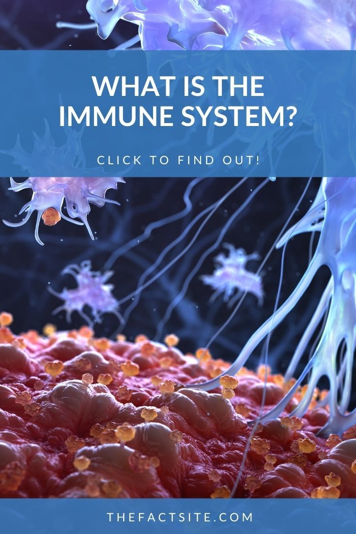 What Is The Immune System?