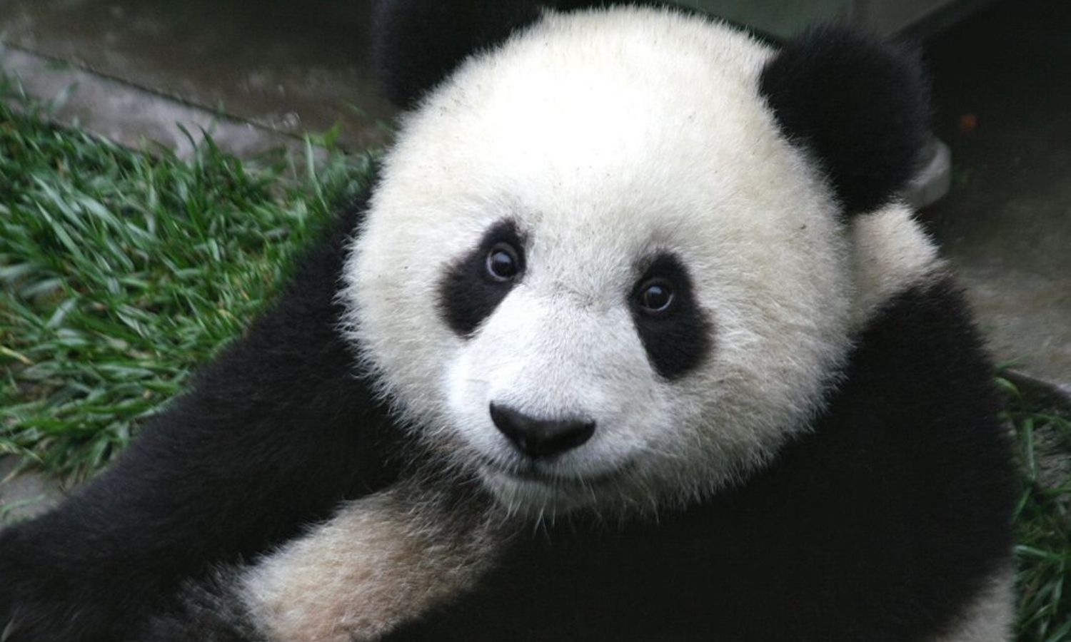 OTD in 1869: The existence of the giant panda became known to the Western world after French Armand David received a giant panda's skin from a hunter.