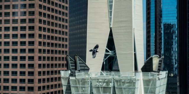 OTD in 2019: Researchers discovered that as many as 600 million birds die in the US every year after flying into skyscrapers.