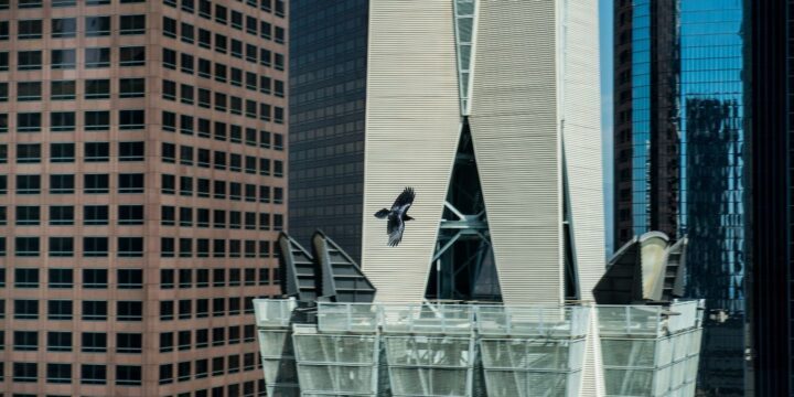 OTD in 2019: Researchers discovered that as many as 600 million birds die in the US every year after flying into skyscrapers.