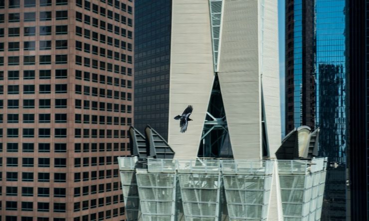 OTD in 2019: Researchers discovered that as many as 600 million birds die in the US every year after flying into skyscrapers.