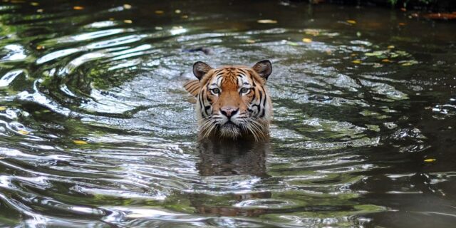 OTD in 2020: The first known animal contracted Covid-19.