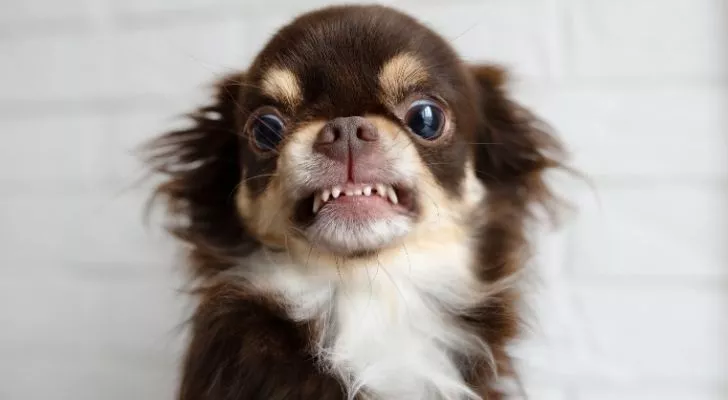 An aggressive looking Chihuahua