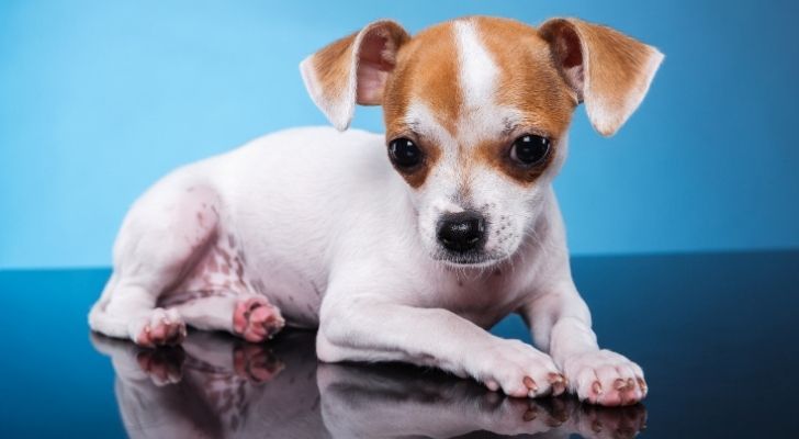 A cute looking Chihuahua with a white body and brown spots on its head