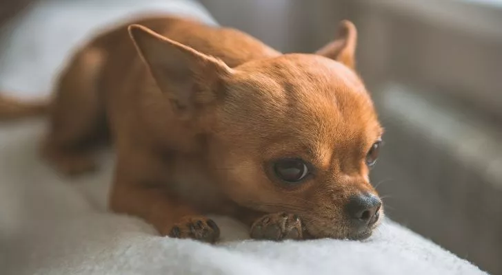 A brown Chihuahua laying on a sofa