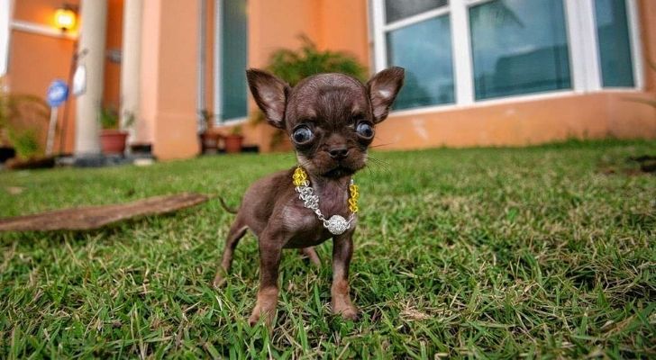 Milly es el perro más pequeño del mundo.