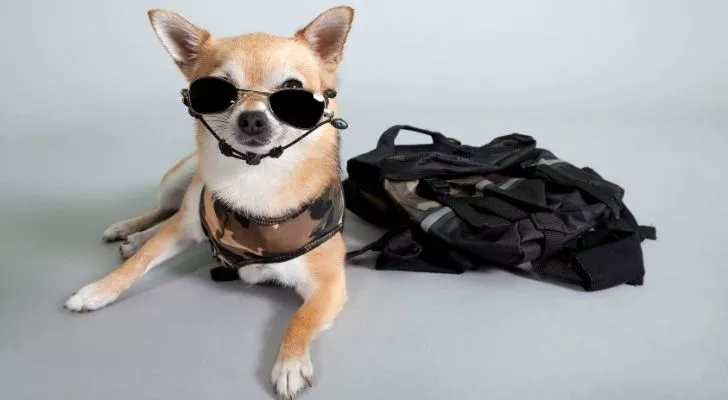 A chihuahua dressed in uniform