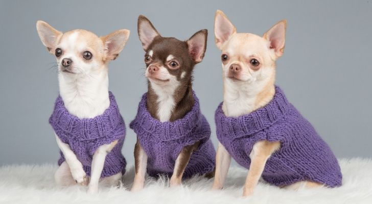 Tres chihuahuas con sudaderas moradas