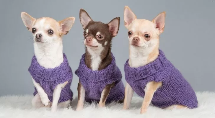 Three Chihuahuas wearing purple sweatshirts