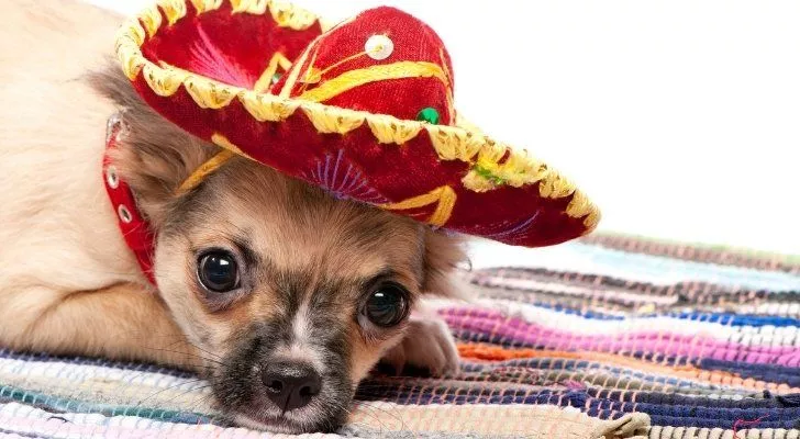 A Chihuahua wearing a little sombrero