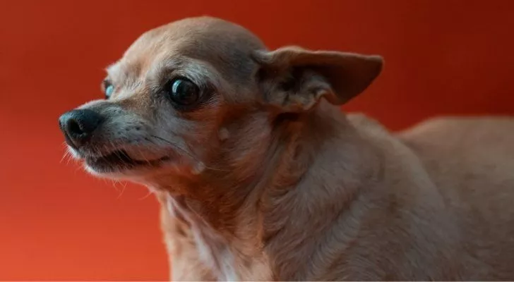 A brown Chihuahua looking a the camera through the corner of its eye