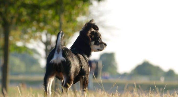 Un chihuahua que parece territorial