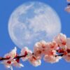 What is the Flower Moon?