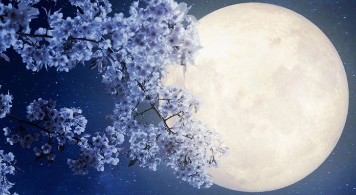 Flores púrpuras en una rama con la luna detrás