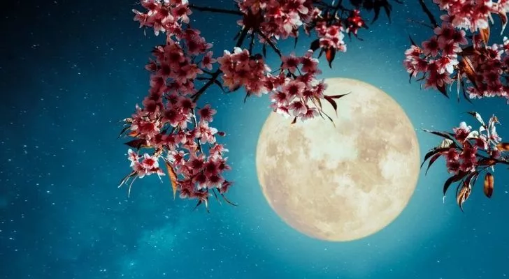 Pink blooms from a tree branch with the May moon shining bright behind